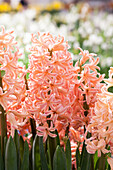 Hyacinthus orientalis Pink Pearl
