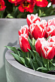 Tulipa crispa