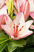 Lilium, pink