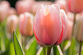 Tulipa, pink