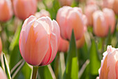 Tulipa, pink