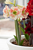 Hippeastrum Sonatini