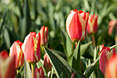 Tulipa, yellow-red