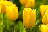 Tulipa