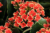 Kalanchoe