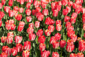 Tulipa, red