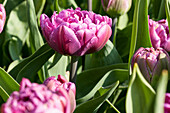 Tulipa 'Double Flag