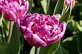 Tulipa 'Double Flag
