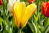 Tulipa fosteriana