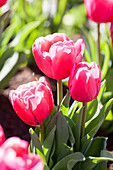 Tulipa, pink