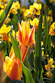 Tulipa greigii 'Winnipeg'