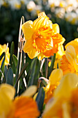 Narcissus, yellow