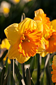 Narcissus Large Cupped