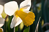 Narcissus Akita