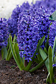 Hyacinthus orientalis, blue