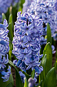 Hyacinthus orientalis, blau