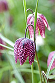 Fritillaria meleagris