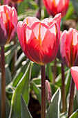 Tulipa viridiflora