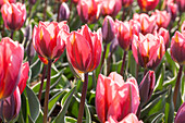 Tulipa