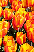 Tulipa Flair