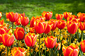 Tulipa, orange