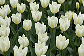 Tulipa, weiß