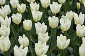 Tulipa, white