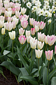 Tulipa