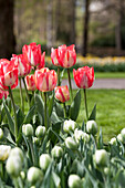 Tulipa, white-red
