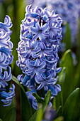 Hyacinthus orientalis, blau