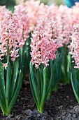 Hyacinthus orientalis, rosa