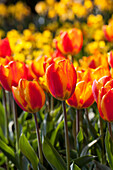 Tulipa, yellow-red