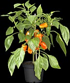 Capsicum annuum 'Pick a Pep'®