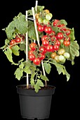 Solanum lycopersicum var. cerasiforme 'Pick a Tom'®