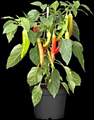 Capsicum annuum 'Hot Pep Tricolor'