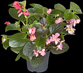 Begonia x benariensis 'BIG® 3-blend' 3-blend