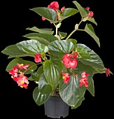 Begonia x benariensis BIG®