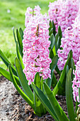 Hyacinthus orientalis, pink