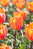 Tulipa 'Prinses Irene