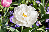 Tulipa, white