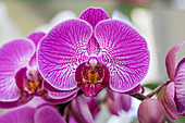 Phalaenopsis