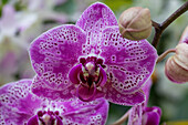 Phalaenopsis, lila-weiß