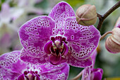 Phalaenopsis, purple-white