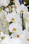 Phalaenopsis, white