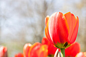 Tulipa