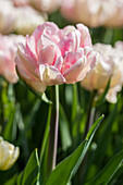 Tulipa, pink