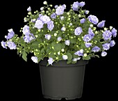 Campanula haylodgensis Blue Wonder