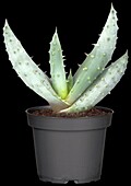 Aloe hybrids