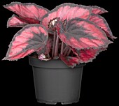 Begonia rex