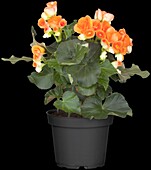 Begonia elatior